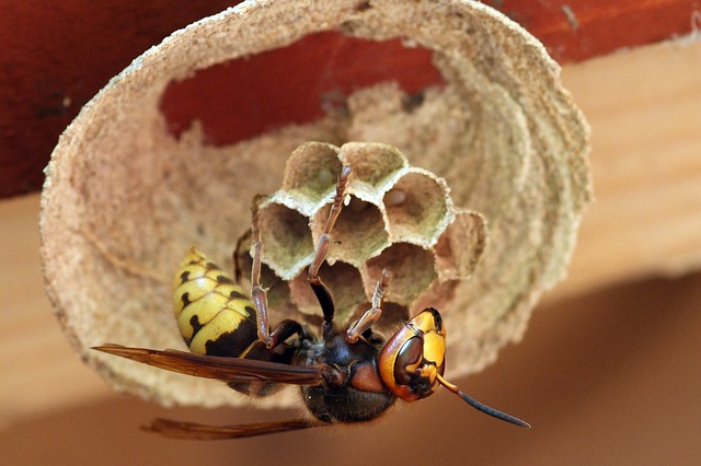 Free download hornet insect hornet nest wings free picture to be edited with GIMP free online image editor