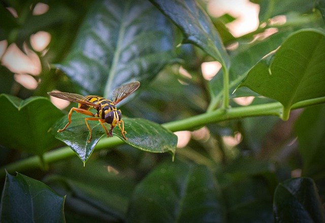 Free picture Hornet Insect Nature -  to be edited by GIMP free image editor by OffiDocs