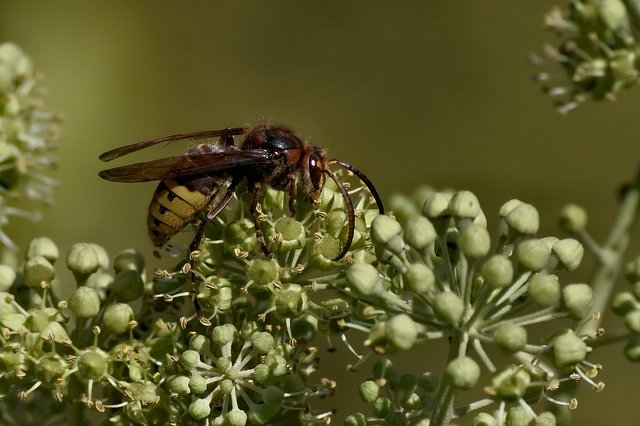 Free download Hornet Insect Nature Close -  free photo or picture to be edited with GIMP online image editor