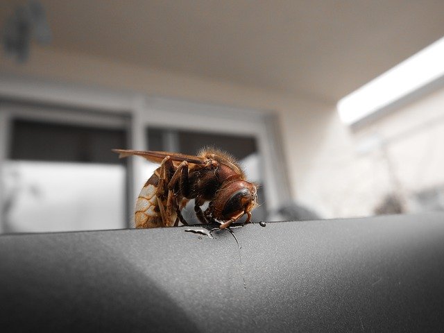 Free download Hornet Insect Species Of -  free photo or picture to be edited with GIMP online image editor