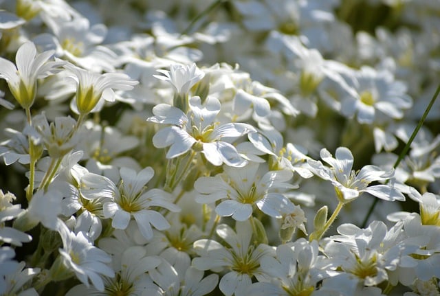 Free download horn herbs blossoms ground cover free picture to be edited with GIMP free online image editor