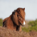Horse and Hay  screen for extension Chrome web store in OffiDocs Chromium
