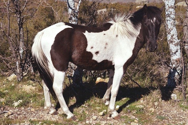 Descarga gratuita Horse Animal Animals - foto o imagen gratuita para editar con el editor de imágenes en línea GIMP