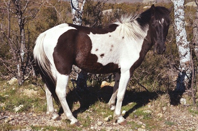 قم بتنزيل Horse Animal Animals - صورة مجانية أو صورة ليتم تحريرها باستخدام محرر الصور عبر الإنترنت GIMP