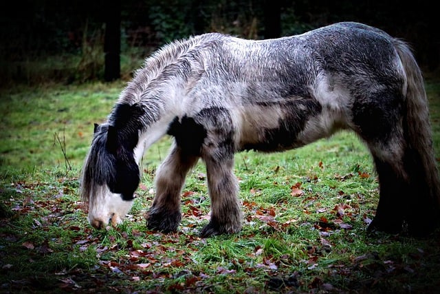 Free download horse animal cold blooded animals free picture to be edited with GIMP free online image editor