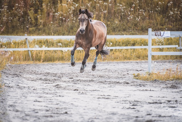 Free download horse animal equines mare running free picture to be edited with GIMP free online image editor