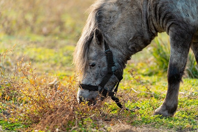 Free download horse animal field green feeding free picture to be edited with GIMP free online image editor