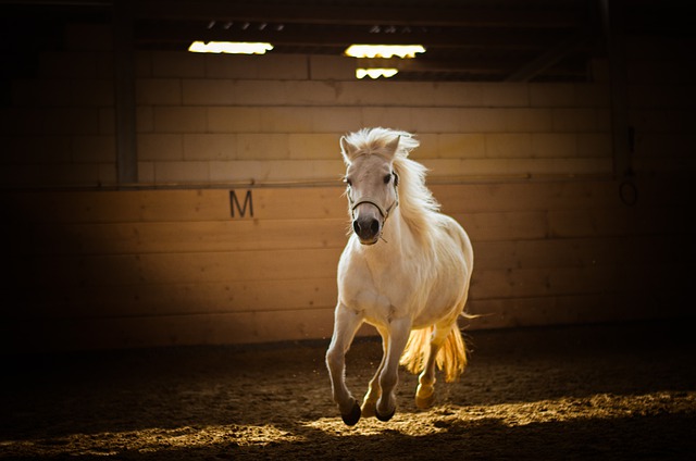 Free download horse animal gallop white horse free picture to be edited with GIMP free online image editor