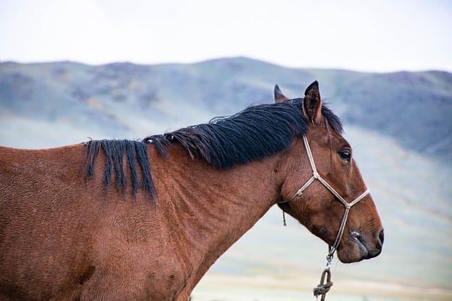 Free download horse animal heard free picture to be edited with GIMP free online image editor