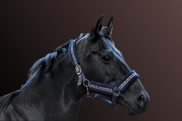 قم بتنزيل صورة مجانية لحيوانات الحصان والثدييات والخيول مجانًا لتحريرها باستخدام محرر الصور المجاني عبر الإنترنت GIMP