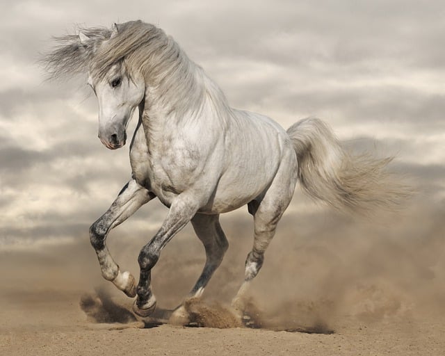 Free download horse animal mammal species fauna free picture to be edited with GIMP free online image editor