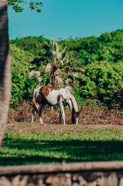 Free download horse animal nature farm free picture to be edited with GIMP free online image editor