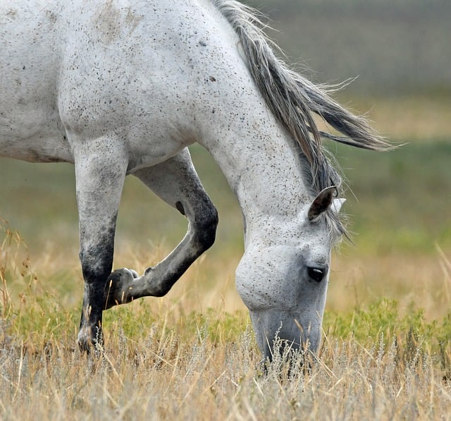 Free download horse animal nature mammal equine free picture to be edited with GIMP free online image editor
