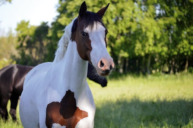 Free download horse animal pasture paddock free picture to be edited with GIMP free online image editor