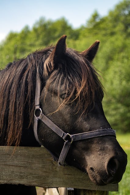 Free download horse animal ranch nature free picture to be edited with GIMP free online image editor