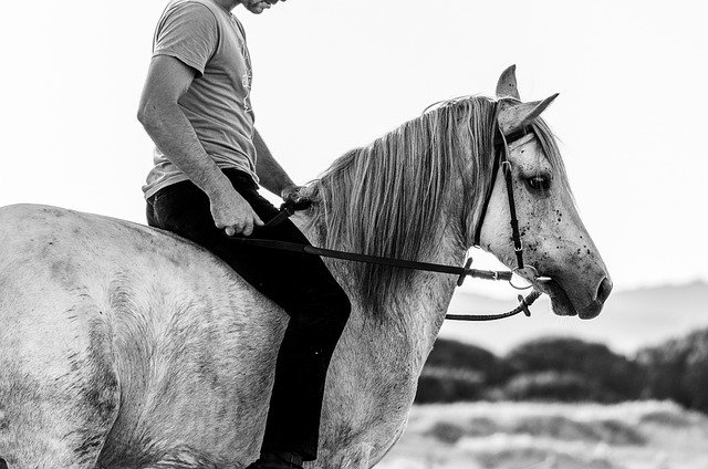 Descărcare gratuită Horse Animal Riding - fotografie sau imagini gratuite pentru a fi editate cu editorul de imagini online GIMP