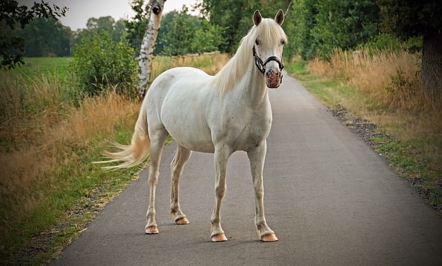Free download horse animal road equine free picture to be edited with GIMP free online image editor