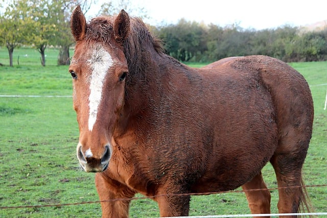 دانلود رایگان اسب حیوانات اسب تصویر رایگان آشنا برای ویرایش با ویرایشگر تصویر آنلاین رایگان GIMP