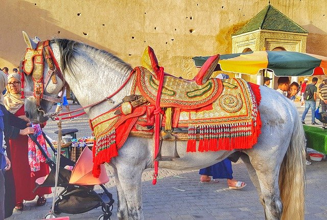 Muat turun percuma Horse Animals Horses - foto atau gambar percuma untuk diedit dengan editor imej dalam talian GIMP