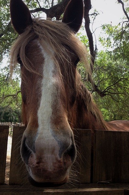 Free download Horse Animals Pasture -  free photo or picture to be edited with GIMP online image editor