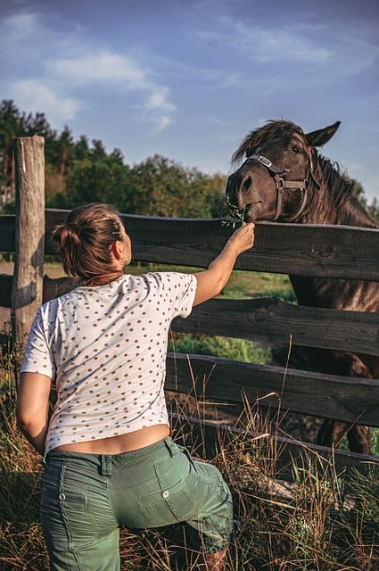 Free download horse animal young woman feed free picture to be edited with GIMP free online image editor