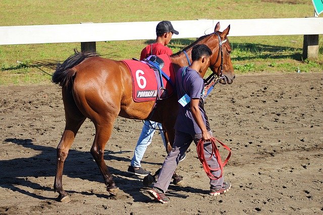 Descărcare gratuită Horse Asia Nature - fotografie sau imagini gratuite pentru a fi editate cu editorul de imagini online GIMP