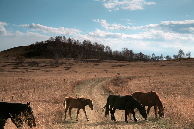 Free download horse autumn broad grassland free picture to be edited with GIMP free online image editor