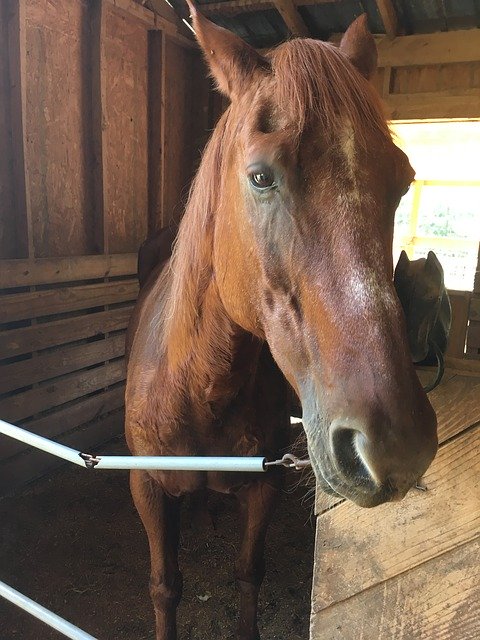 Безкоштовно завантажте Horse Barn — безкоштовну фотографію чи зображення для редагування за допомогою онлайн-редактора зображень GIMP