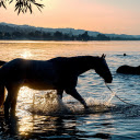 Horse bathing  screen for extension Chrome web store in OffiDocs Chromium
