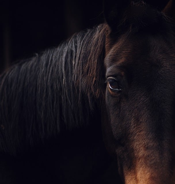Free download horse bay horse nature animal free picture to be edited with GIMP free online image editor