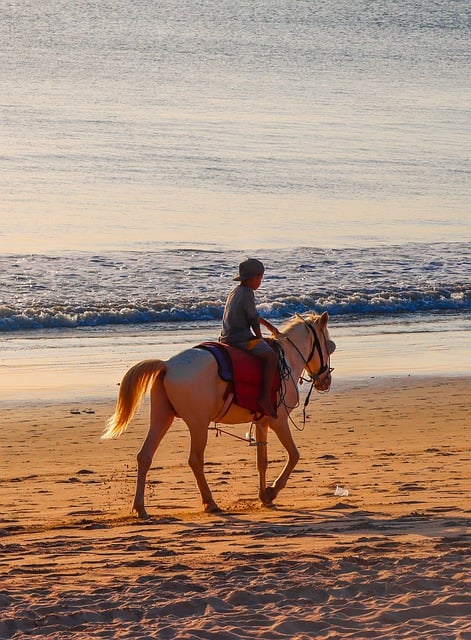 Free download horse beach equine ride friends free picture to be edited with GIMP free online image editor