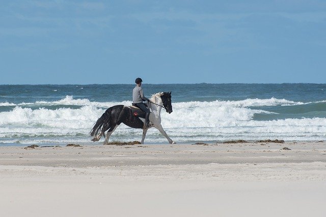 Download gratuito di Horse Beach Sand: foto o immagine gratuita da modificare con l'editor di immagini online GIMP