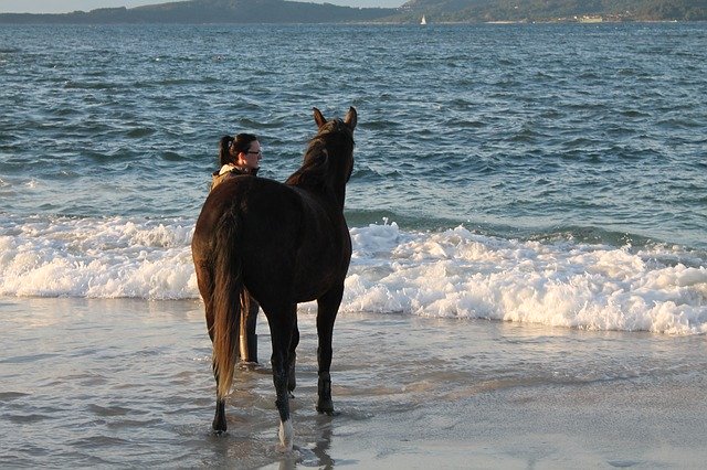 Free download Horse Beach Vigo -  free photo or picture to be edited with GIMP online image editor