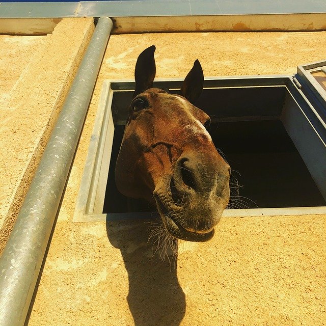 Безкоштовно завантажте Horse Block - безкоштовне фото або зображення для редагування за допомогою онлайн-редактора зображень GIMP