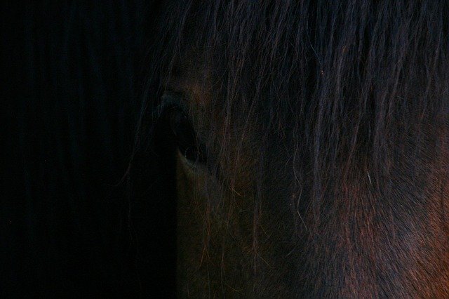 Gratis download Horse Chamfer Toupet Horseback gratis fotosjabloon om te bewerken met GIMP online afbeeldingseditor