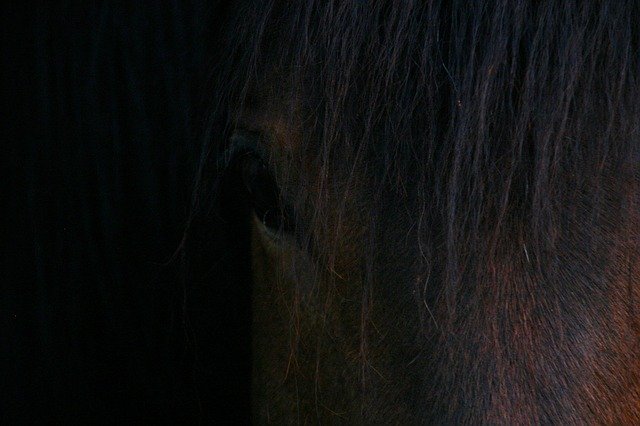 ดาวน์โหลดเทมเพลตรูปภาพ Horse Chamfer Toupet Horseback ฟรีเพื่อแก้ไขด้วยโปรแกรมแก้ไขรูปภาพออนไลน์ GIMP