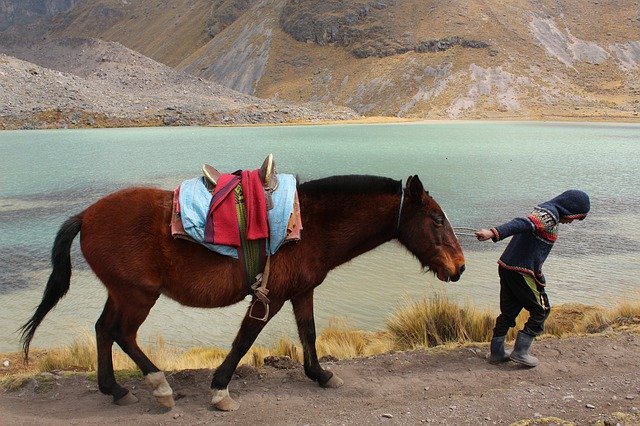 دانلود رایگان Horse Child - عکس یا تصویر رایگان برای ویرایش با ویرایشگر تصویر آنلاین GIMP