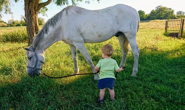 Muat turun percuma Horse Child Sun - foto atau gambar percuma untuk diedit dengan editor imej dalam talian GIMP