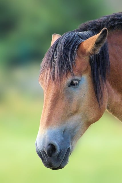Free download horse cold blooded animals free picture to be edited with GIMP free online image editor