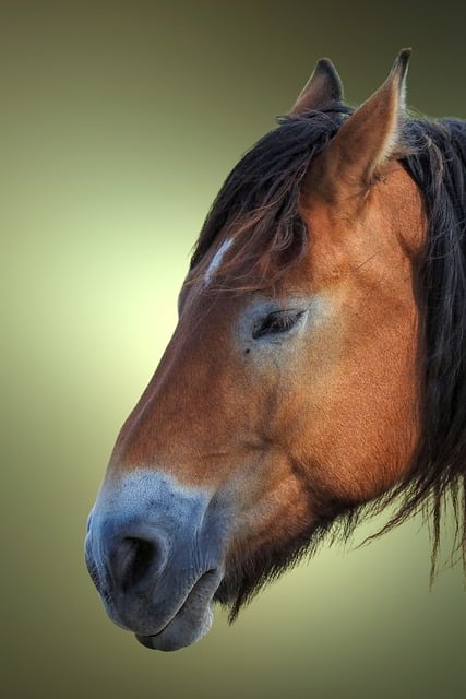 Free download horse cold blooded animals portrait free picture to be edited with GIMP free online image editor