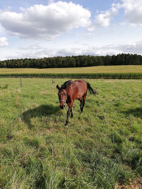 Free download Horse Coupling Pasture -  free photo or picture to be edited with GIMP online image editor