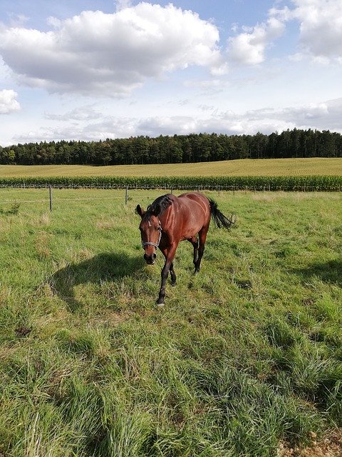 免费下载 Horse Coupling Pasture - 可使用 GIMP 在线图像编辑器编辑的免费照片或图片