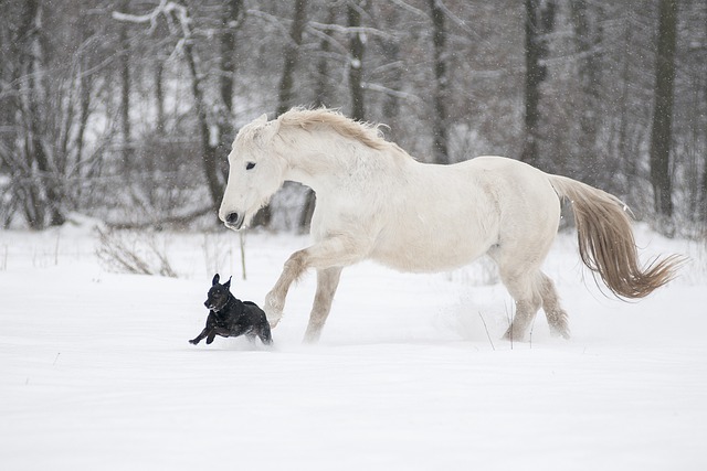Free graphic horse dog snow winter lipizzaner to be edited by GIMP free image editor by OffiDocs