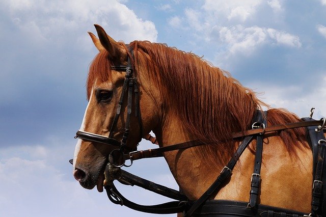 Free download horse domestic animal n mammal free picture to be edited with GIMP free online image editor