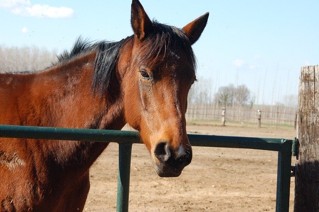 Download grátis Horse Equine Animal - foto ou imagem grátis para ser editada com o editor de imagens online GIMP