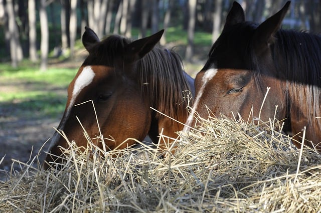 הורדה חינם של חיות סוסים מיני בעלי חיים תמונה חינם לעריכה עם עורך תמונות מקוון בחינם של GIMP