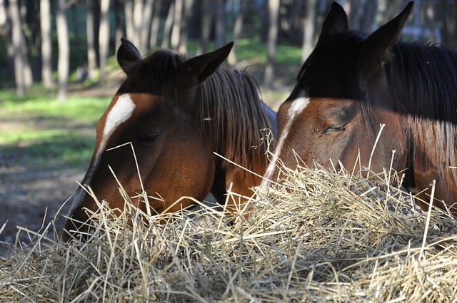 Free download horse equine animal species fauna free picture to be edited with GIMP free online image editor