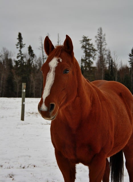 Free download horse equine domestic animal free picture to be edited with GIMP free online image editor