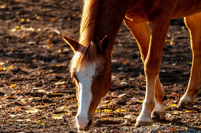 Free download horse equine equestrian animal free picture to be edited with GIMP free online image editor