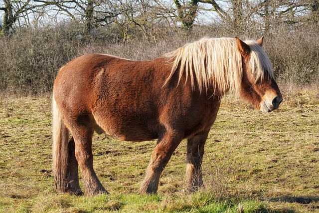 Free download horse equine equestrian comtois free picture to be edited with GIMP free online image editor